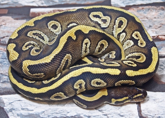 Mahogany Mojave Royal Python Ball Python by Snakes 'N' Adders
