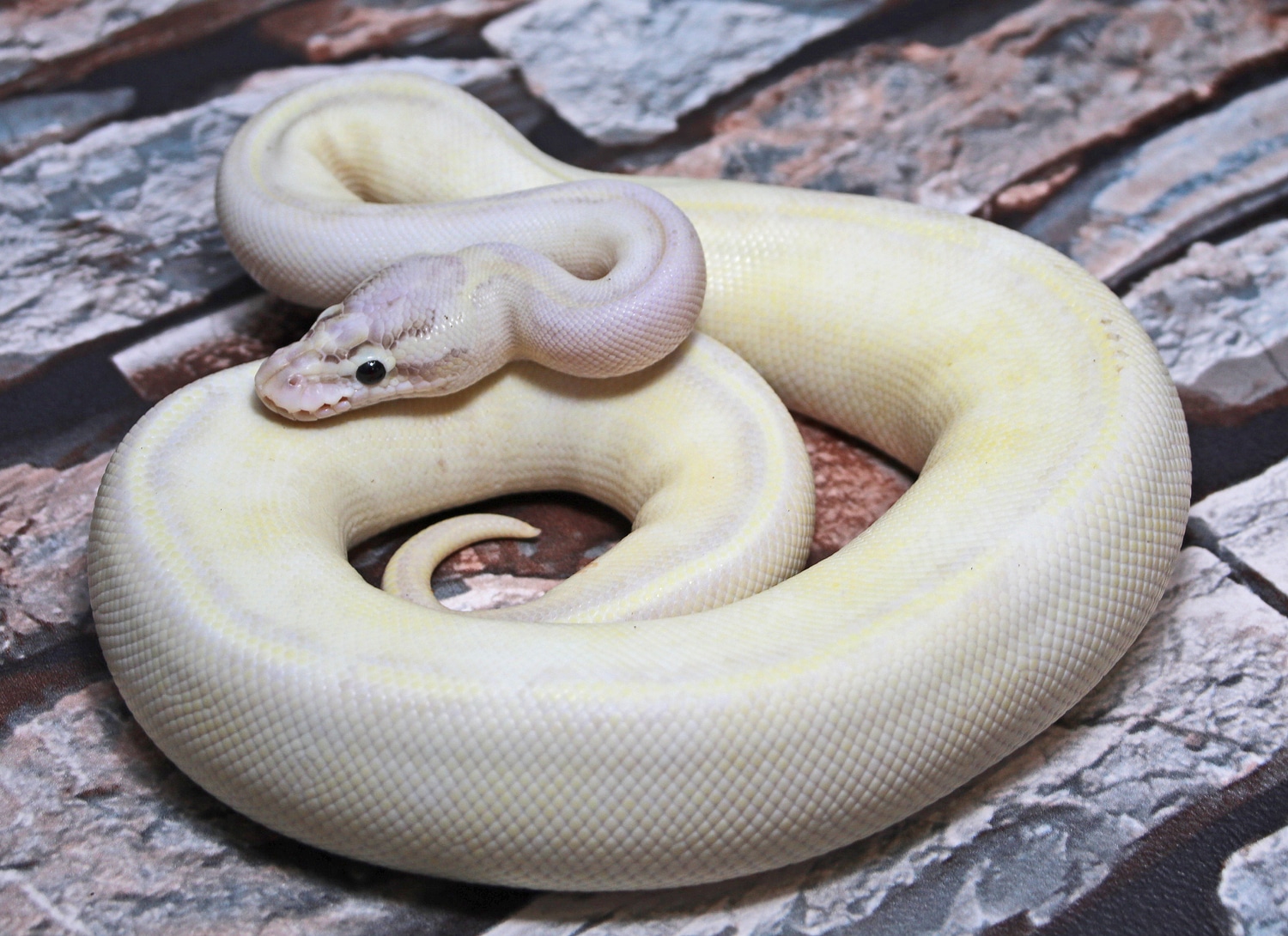 Pastel Ivory Ball Python by Snakes 'N' Adders - MorphMarket
