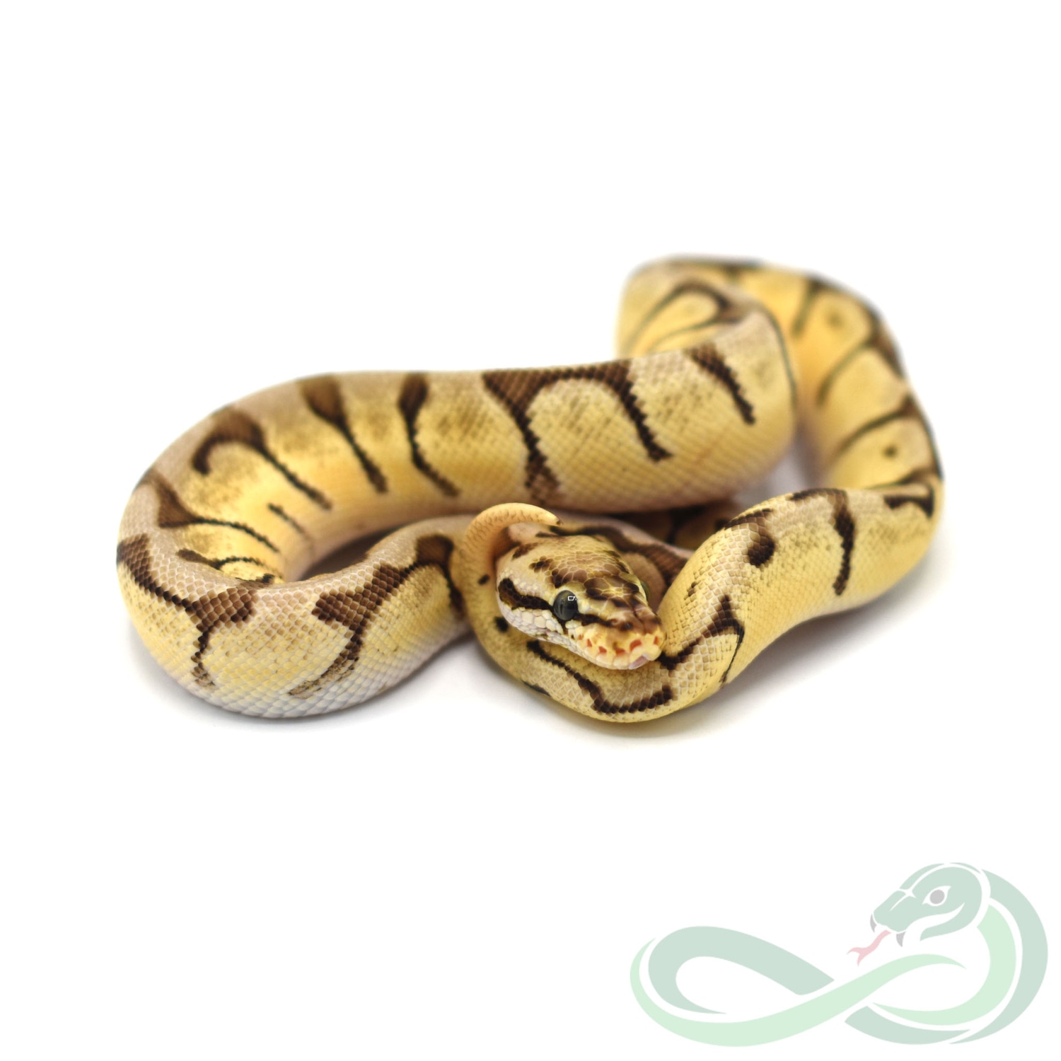 Pastel Mojave Spider Ball Python by Snakes 'N' Stuff - MorphMarket