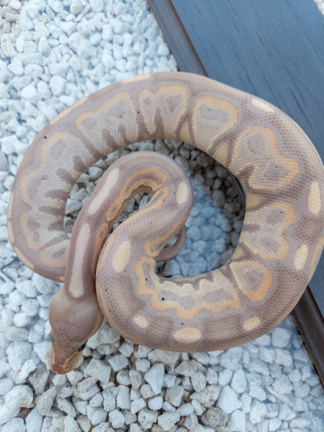 Banana Cinnamon Orange Dream Pos Black Head Ball Python by Snake Social ...