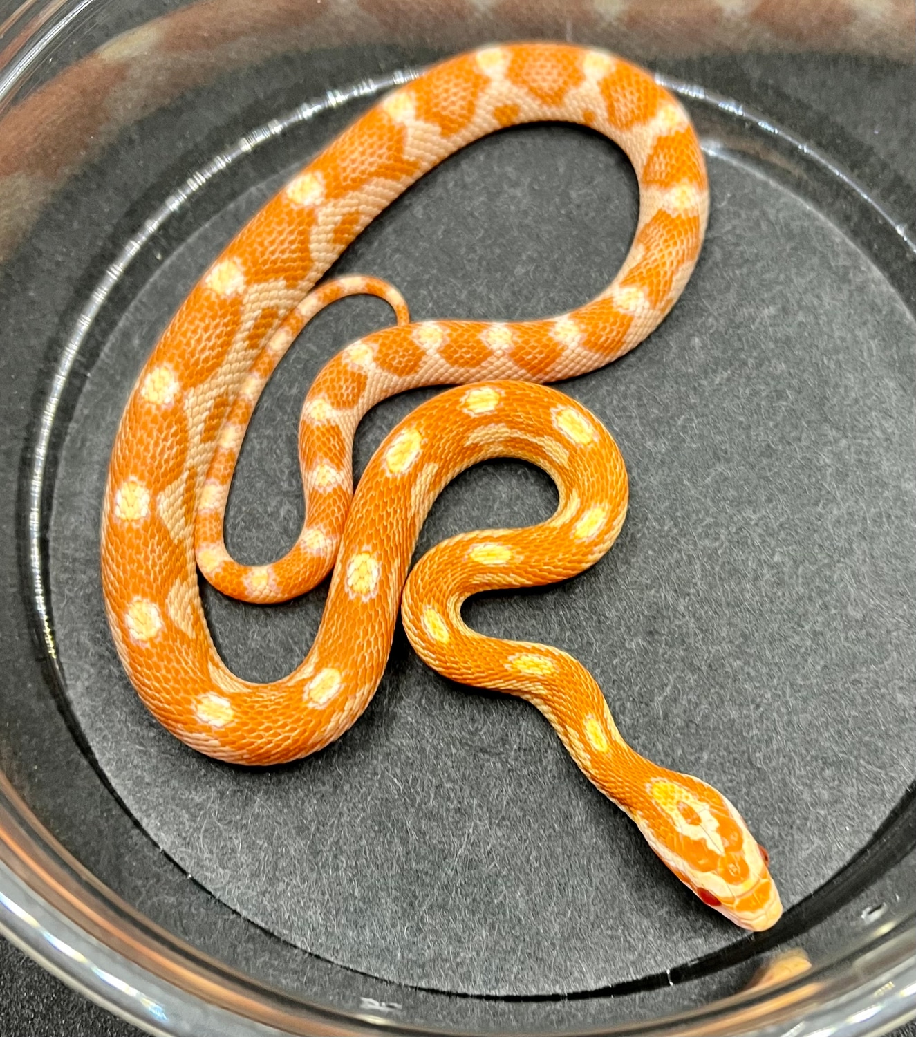 Unbelievable! What Corn Snakes' Teeth Really Look Like - f5h58b2