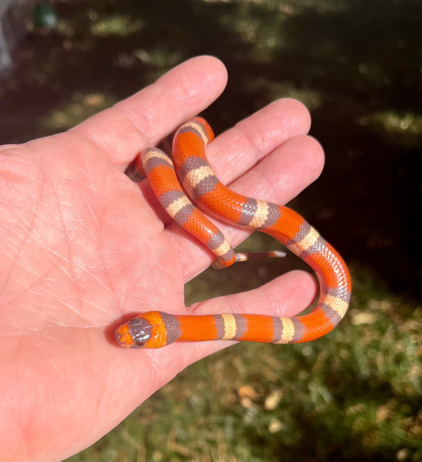 Hypo TriColor Honduran Milk Snake by Snakes Of Art MorphMarket