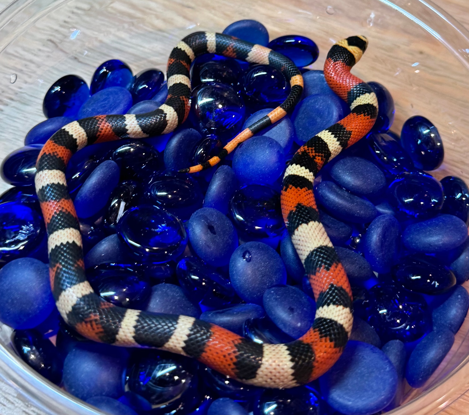 Snakes Of Art