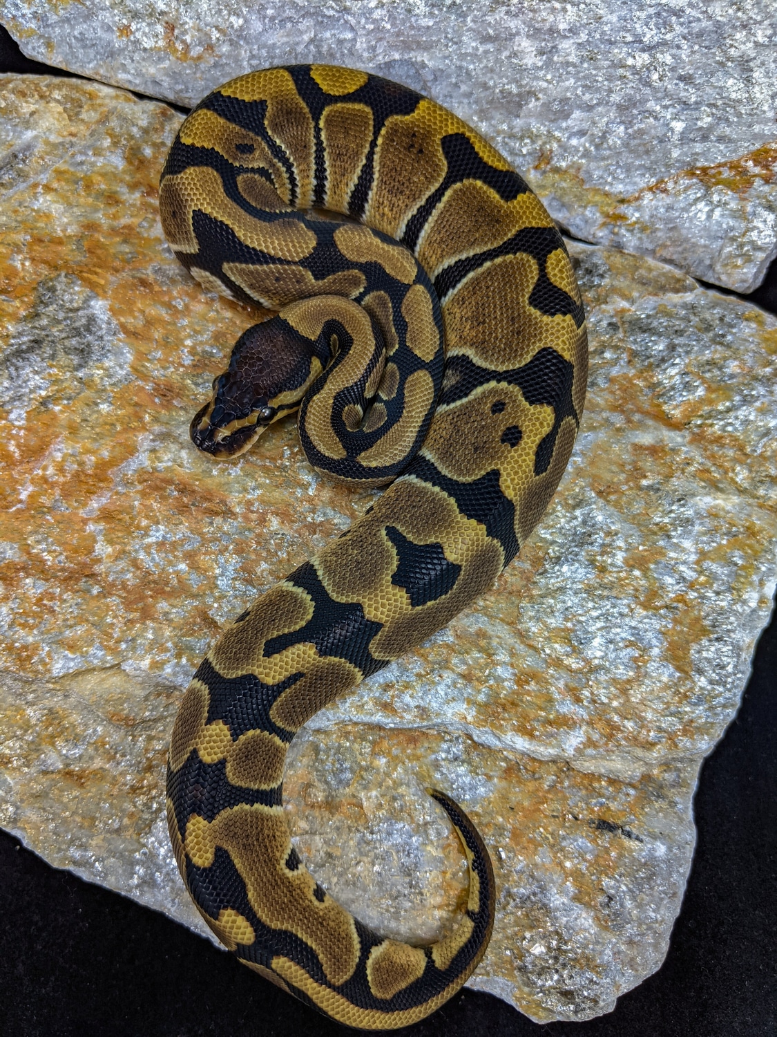 Double Het Desert Ghost Clown Ball Python by Snakes on the Plain ...