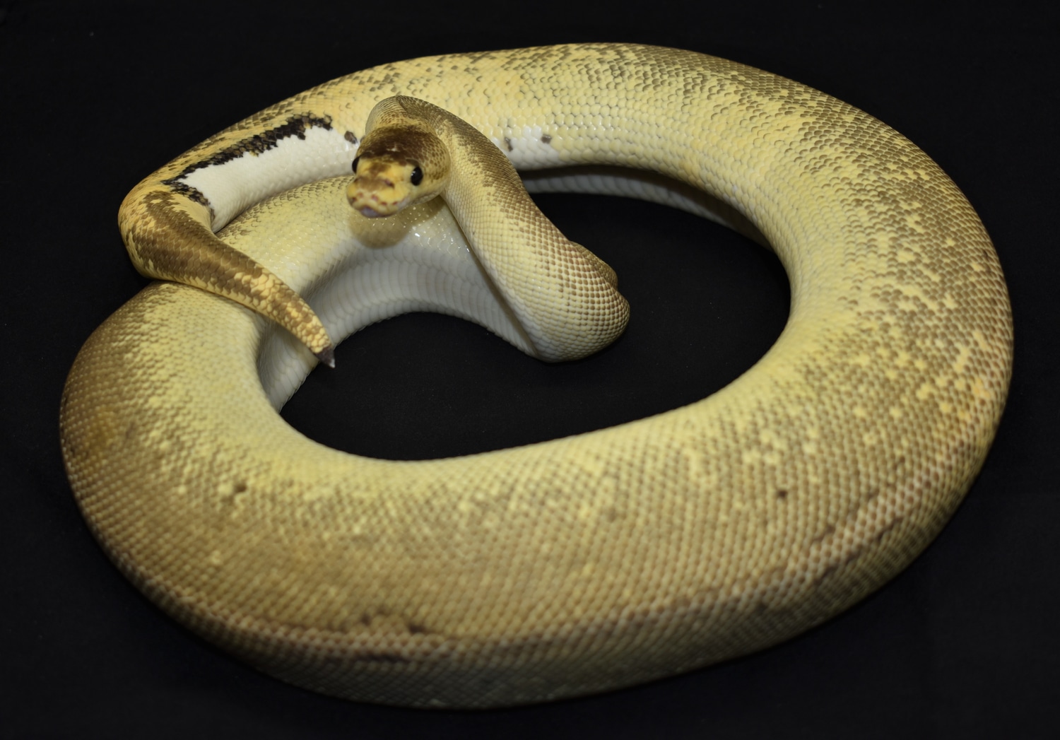 Pastel Champagne Ball Python by snakesRkewl - MorphMarket