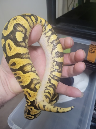 Pastel Yellow Belly Ball Python by Snakes Unleashed