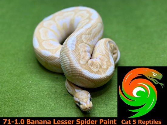 Lesser Spider Python Banana Lesser Spider Paint Ball Python by Cat 5 Reptiles