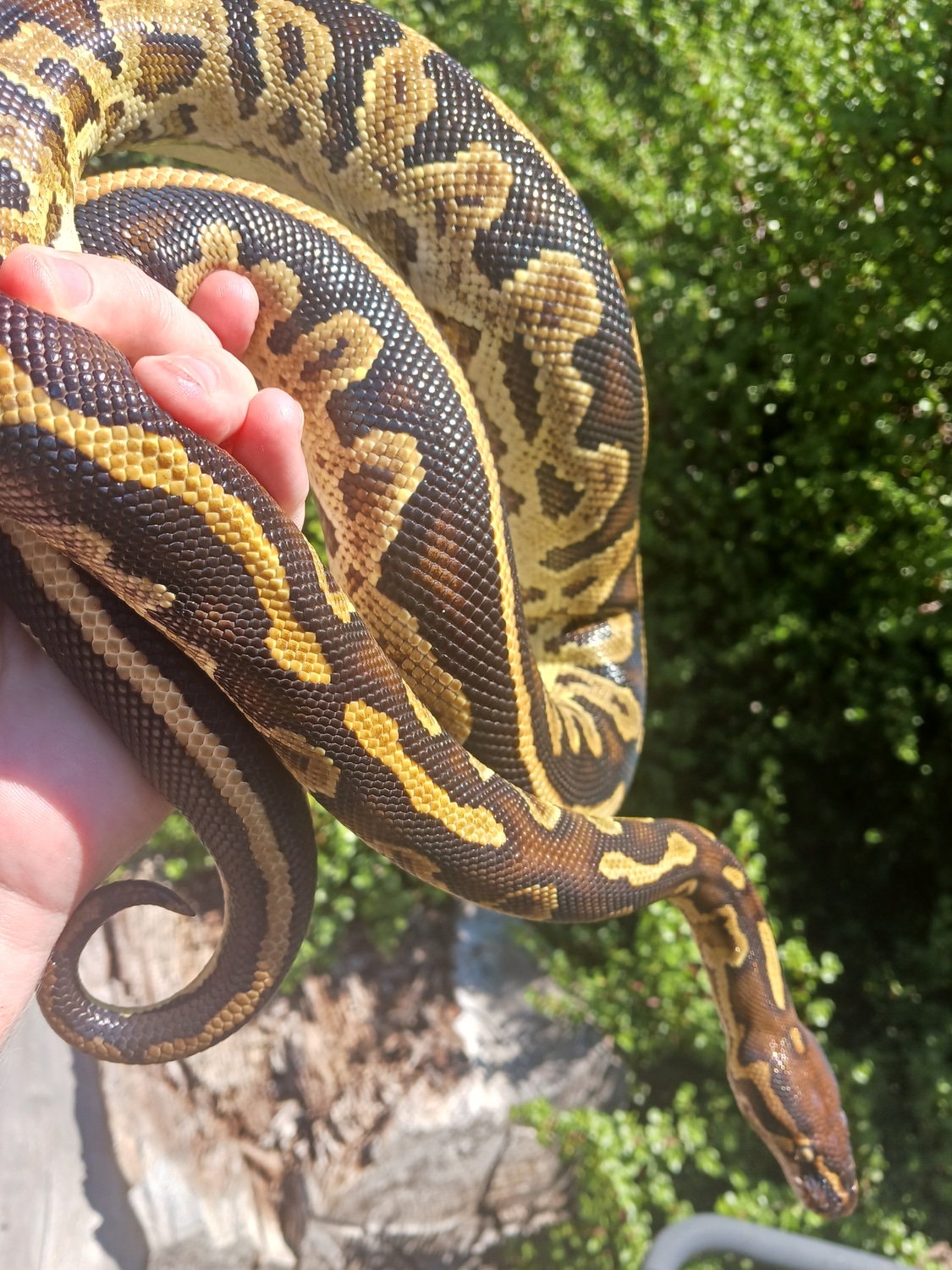 X Ball Python Hybrid Angolan Python by Snakexotics - MorphMarket