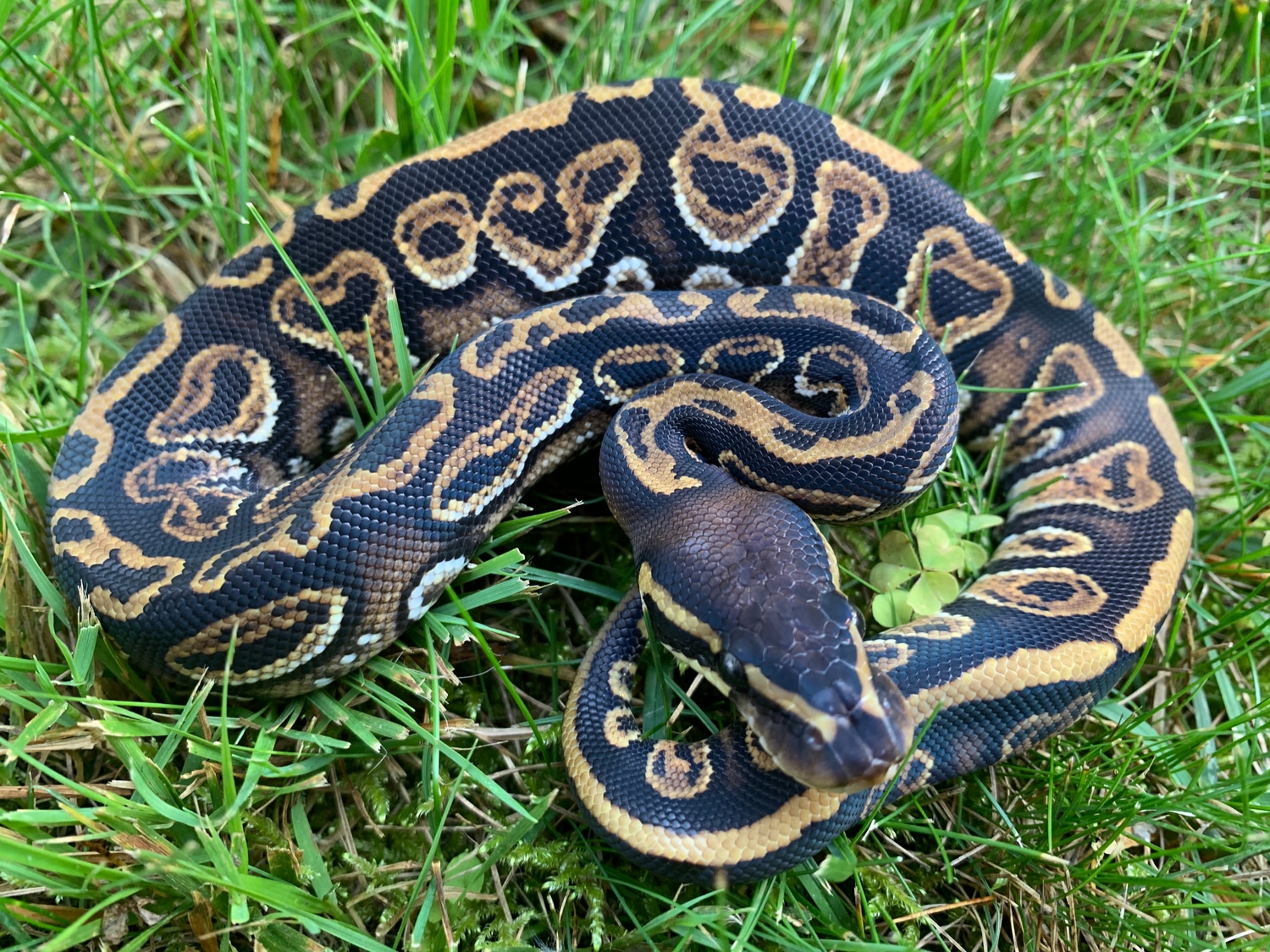 Trick Ball Python by SnakeWerks - MorphMarket