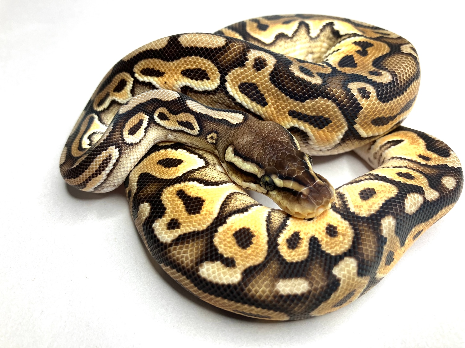 Enchi Cinnamon Pastel Pos Het Albino Ball Python by SnakeWerks ...