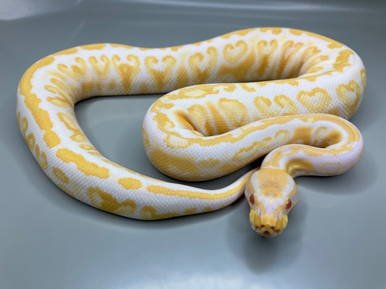 Super Trick Albino Pos Het Tri Stripe Ball Python by SnakeWerks