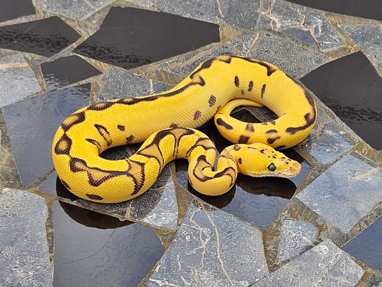 Pastel Enchi Leopard Clown (Pos Fire) Ball Python by Snake Wonderland