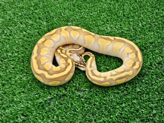 Super Pastel Enchi Lesser Het Clown Ball Python by Snake Wonderland
