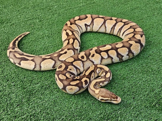 Pastel Lesser (Proven) Ball Python by Snake Wonderland