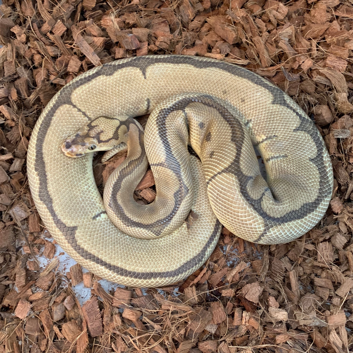 Breeder - Spider Clown Ball Python by Sacred Exotics - MorphMarket