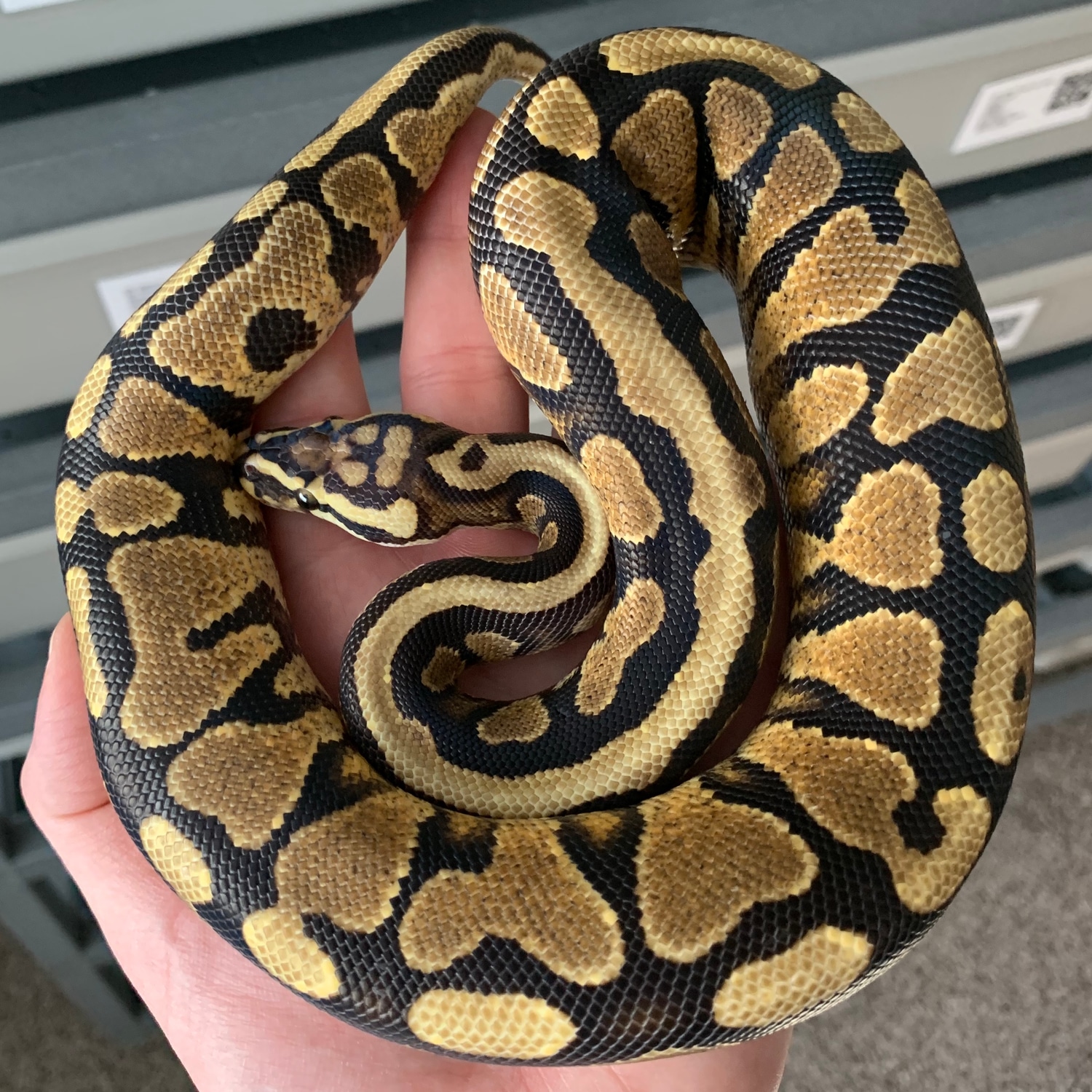 Spotnose Yellow Belly Ball Python by Sacred Exotics - MorphMarket