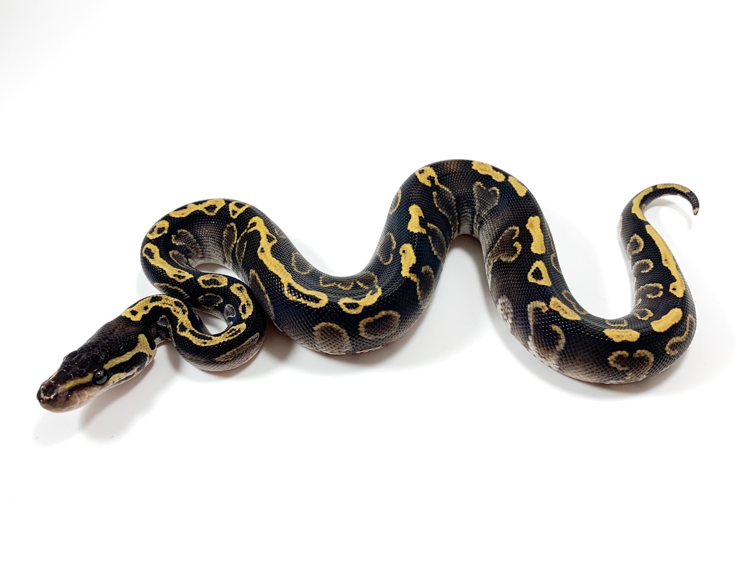 GHI Phantom Ball Python by Sacred Exotics - MorphMarket