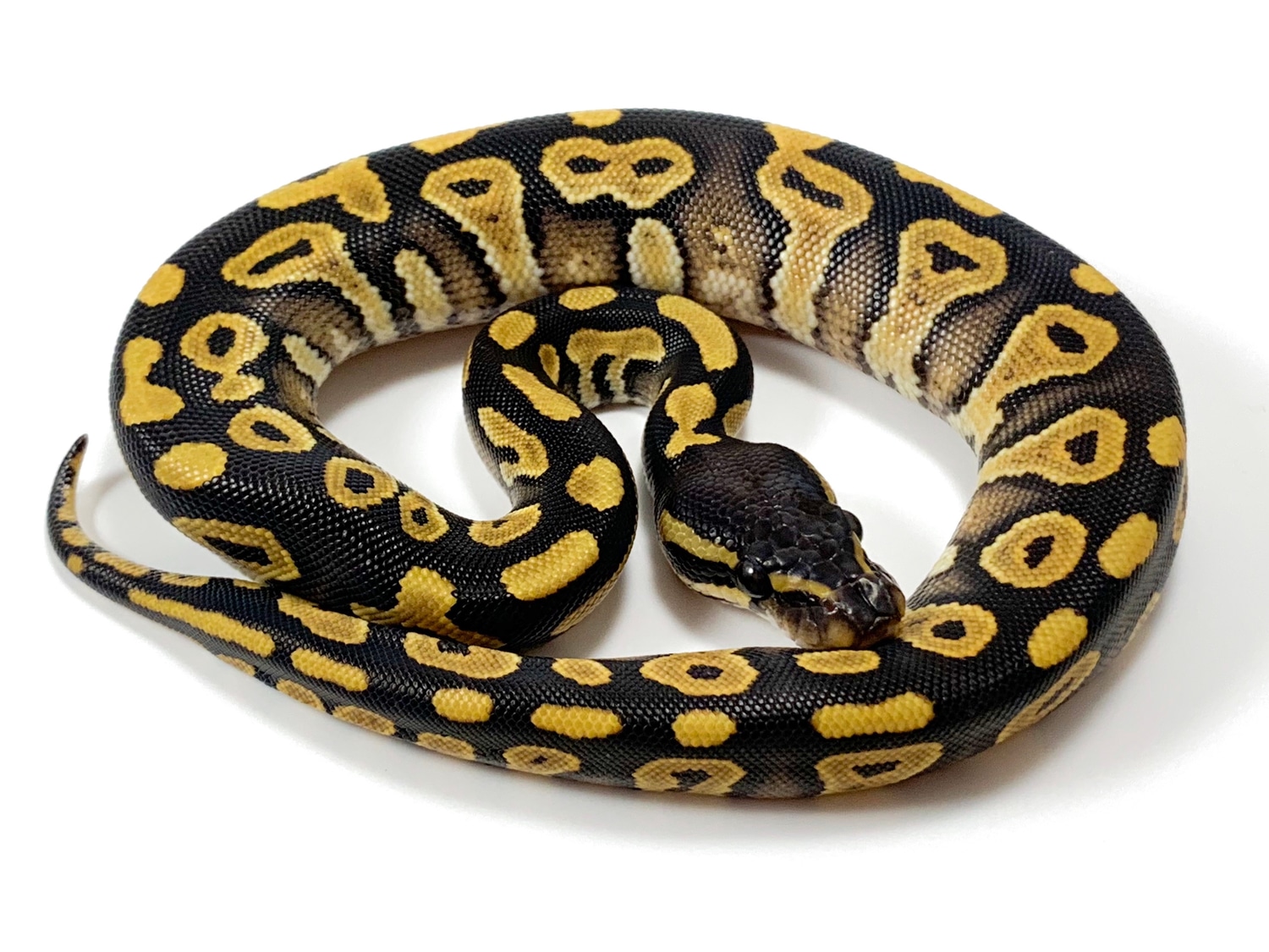 Mystic Het. Hypo Ball Python by Sacred Exotics - MorphMarket