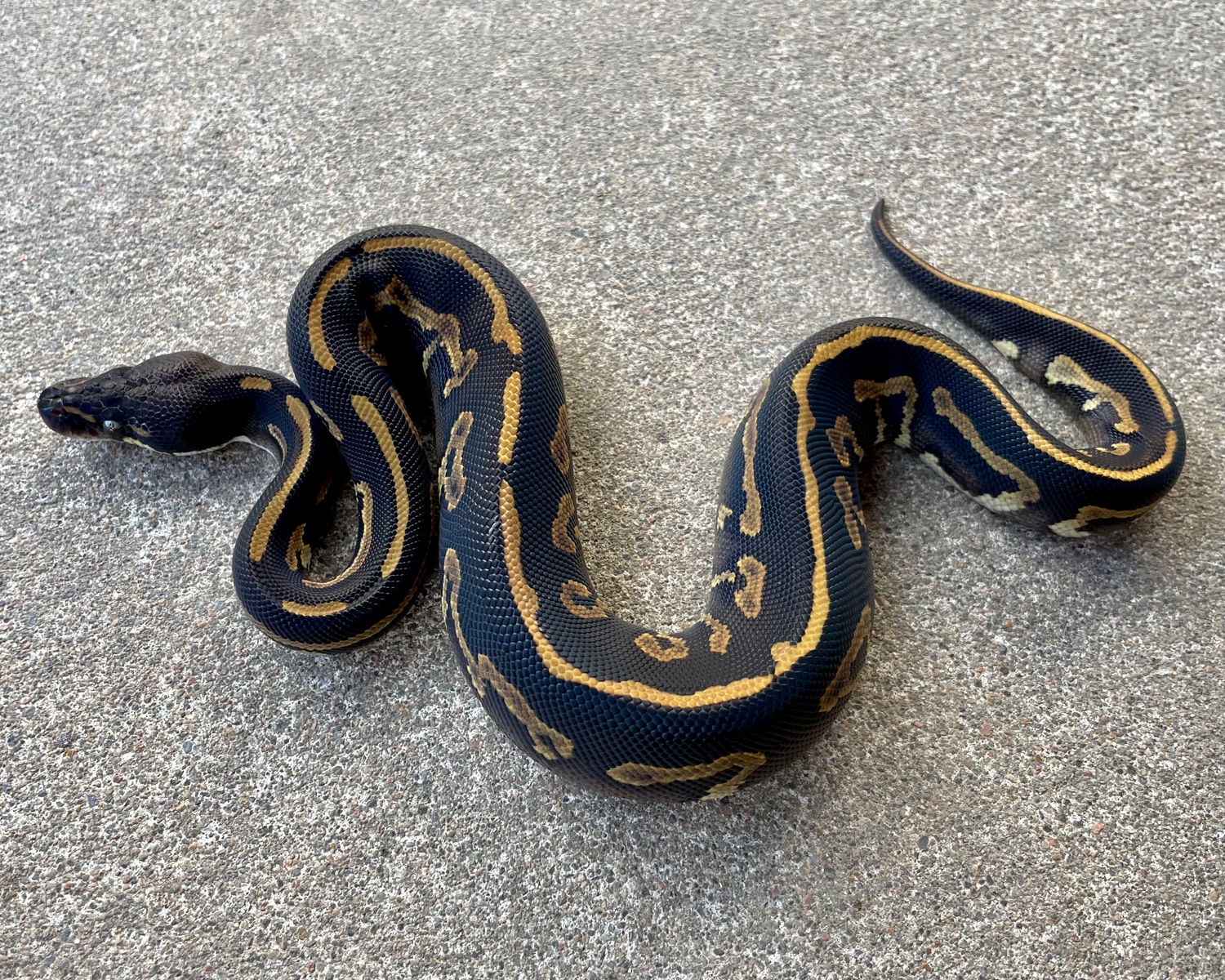 Black Head Leopard Phantom Ball Python by Sacred Exotics - MorphMarket