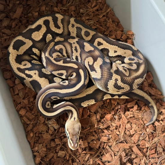 Black Head Leopard Pastel Orange Dream Ball Python by Sacred Exotics