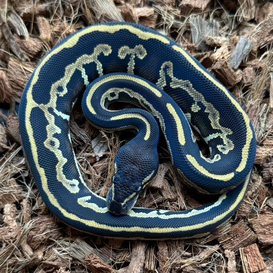 Black Head Leopard Mystic Ball Python by Sacred Exotics