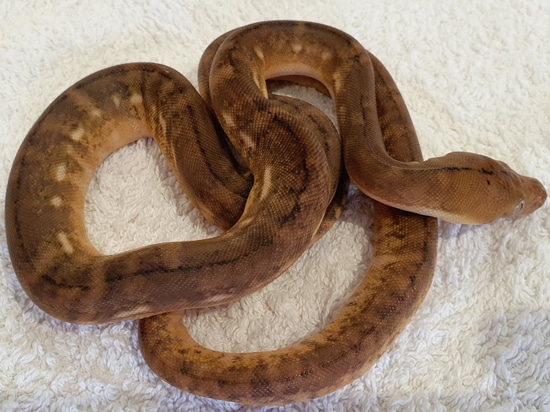 SD Paradox Golden Child Super Tiger Sunfire 50 % Poss Het Purple Albino ...