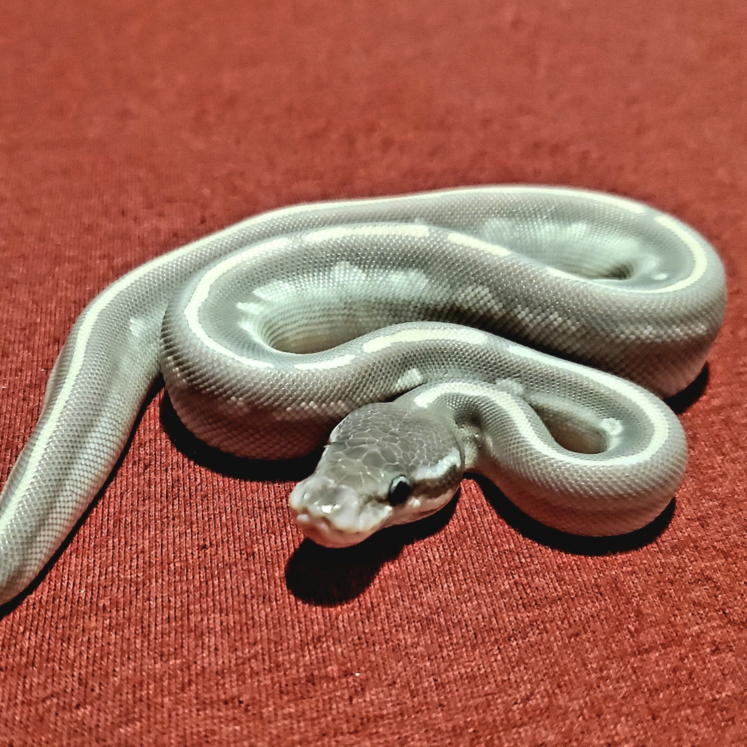 Purple Passion Ball Python by Snakin' Me Crazy - MorphMarket