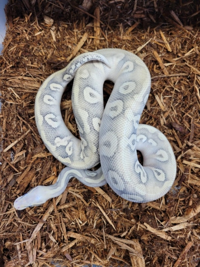 Pastel OG Super Phantom Ball Python by Matty's Menagerie