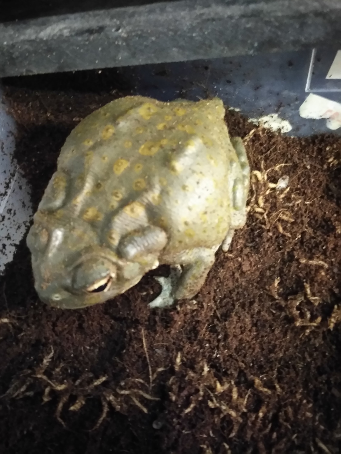 Colorado River Toad by The reptile Depot MorphMarket