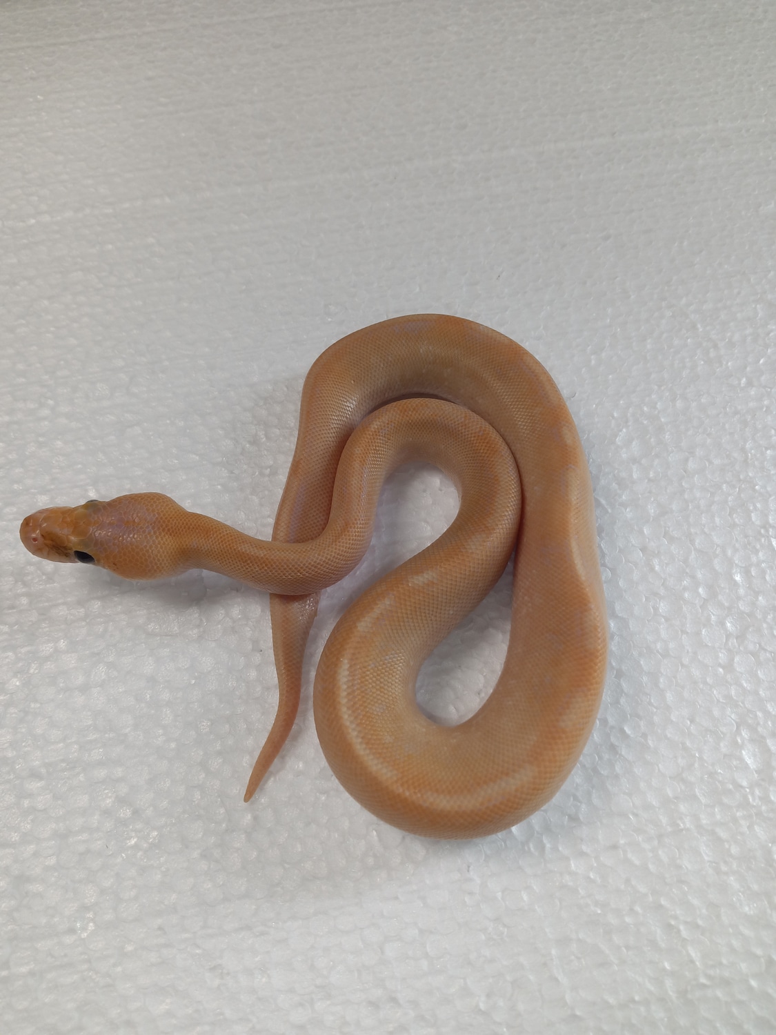 Banana Champagne Ball Python by The reptile Depot MorphMarket