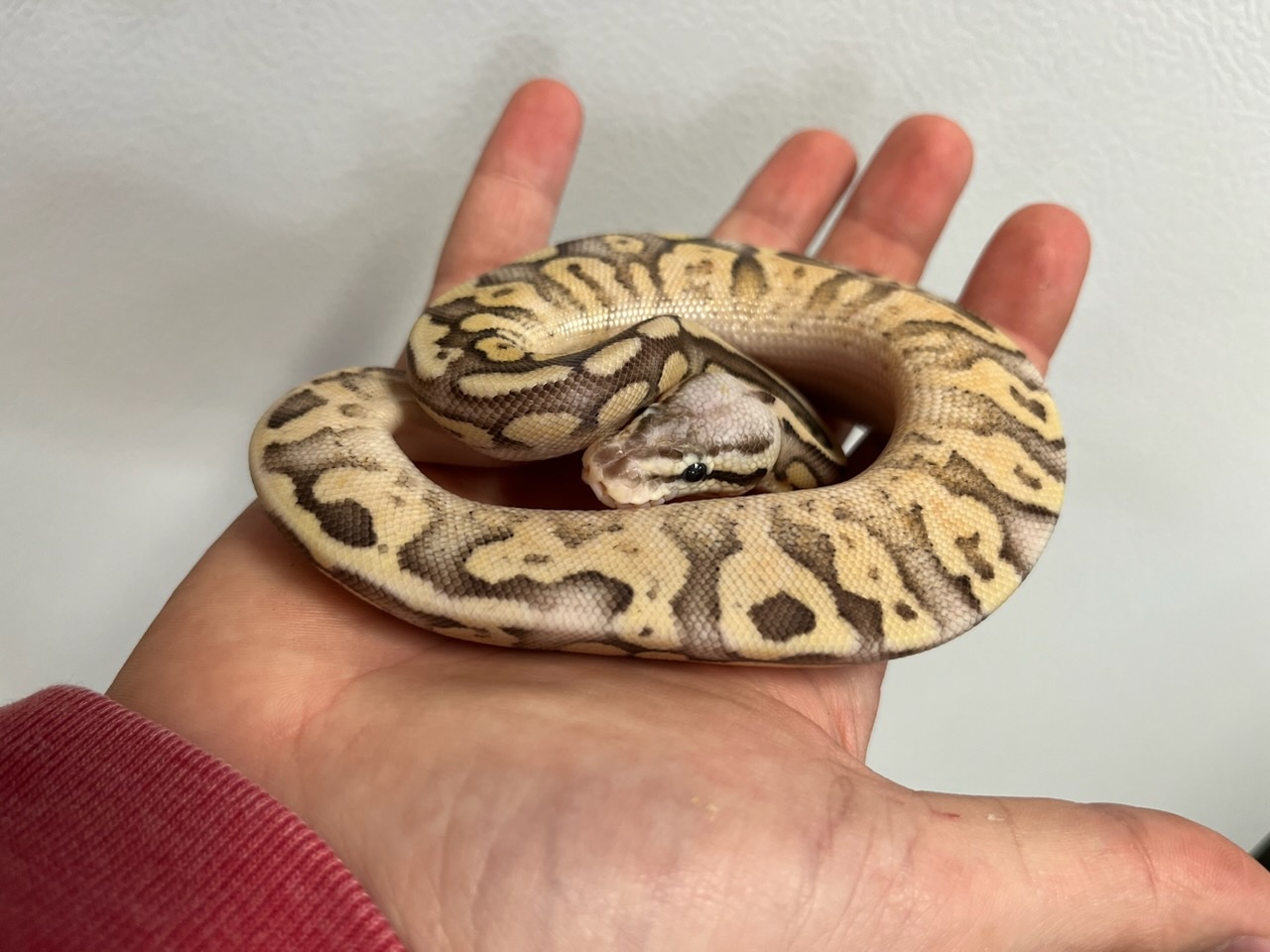 Super Pastel Fire Ball Python by The reptile Depot - MorphMarket