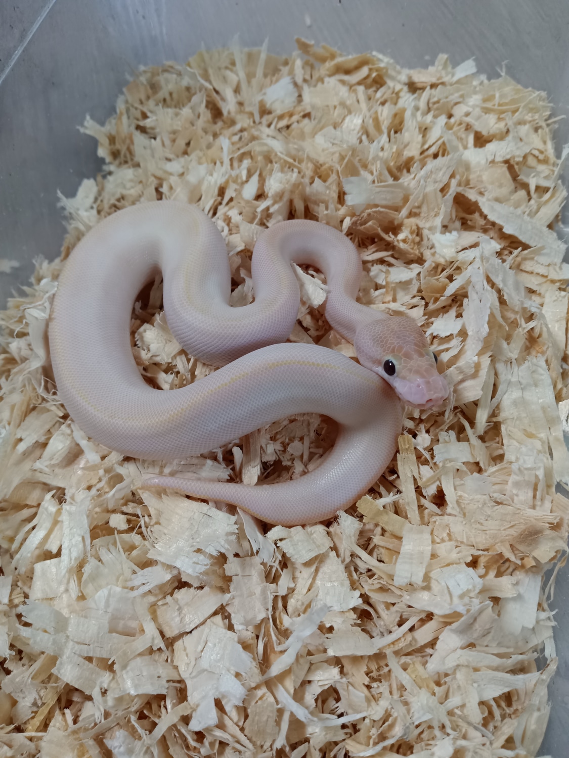 Banana Ivory Ball Python by The reptile Depot MorphMarket