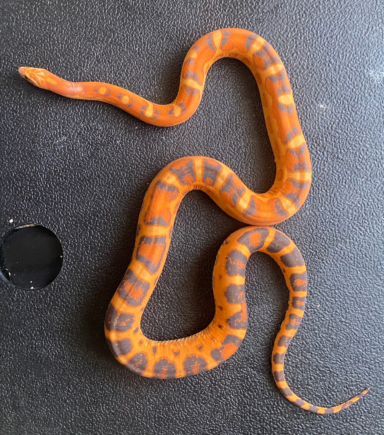 2020 Proven Breeder Scaleless Okeetee, Het Amel Corn Snake by Head