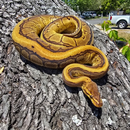 RS YB Pin Het GS 66% Het Clown "Sol" Ball Python