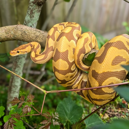 Ultramel Crypton "Frekki" Ball Python