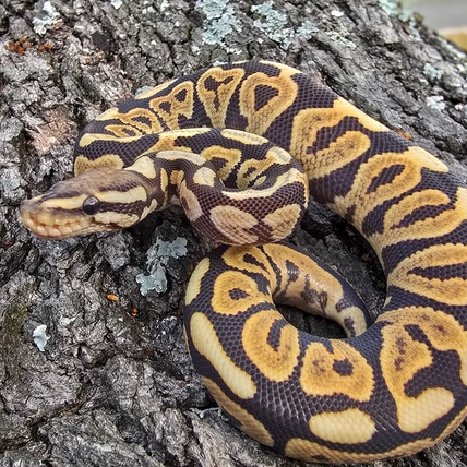 Spotnose Black Pastel DG "Hamingja" Ball Python