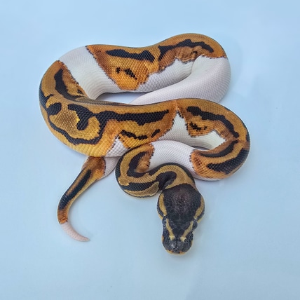 Orange Dream Leopard Pied 66% Het Desert Ghost Ball Python