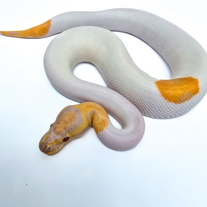 Candy Pied "Buzz" Ball Python