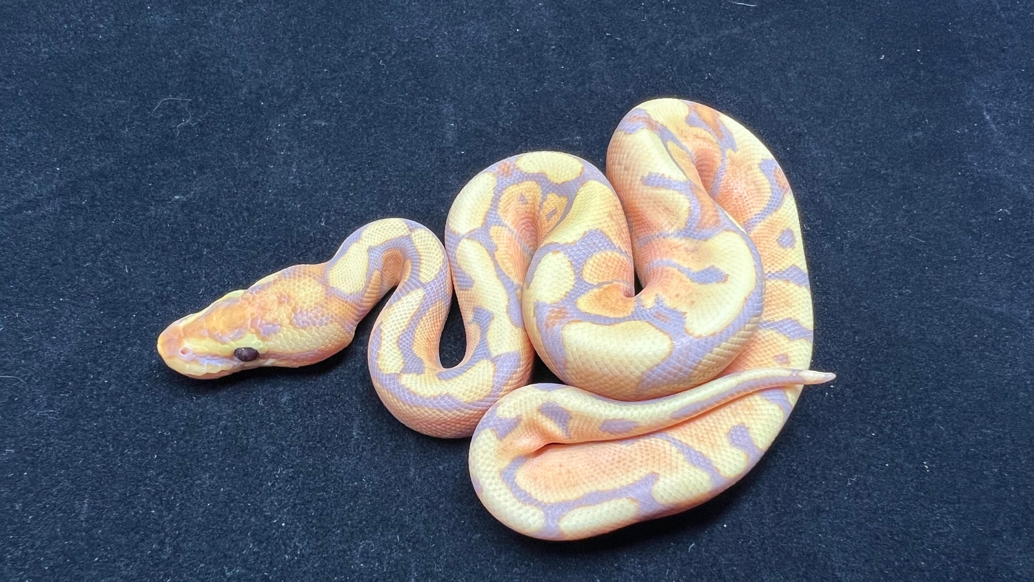 Banana Woma Ball Python by S&H Exotics MorphMarket