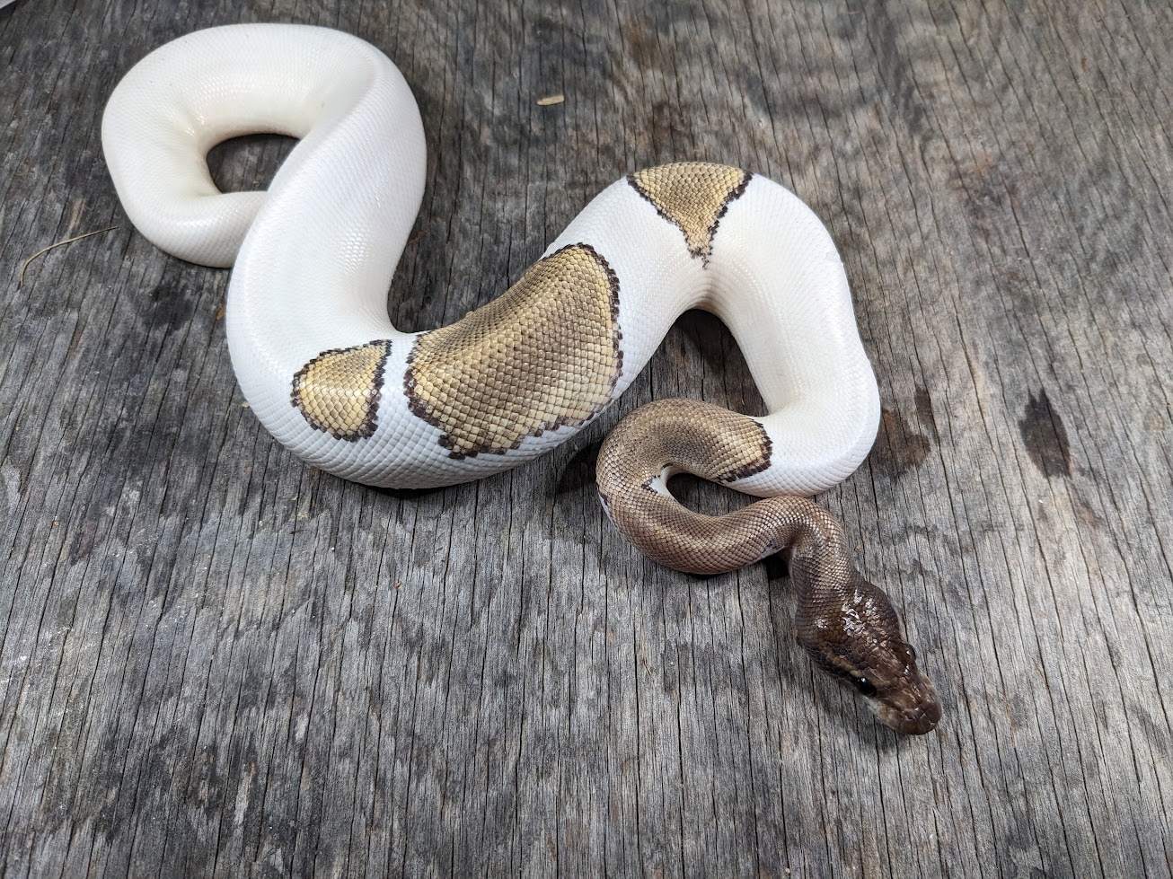 Mojave Pied Poss. BH Ball Python by Snowgyre Reptiles - MorphMarket