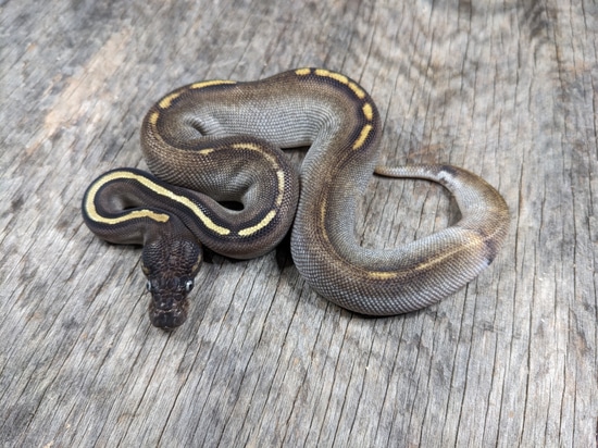 Blackhead Mojave Calico 50% Het Pied Ball Python by Snowgyre Reptiles