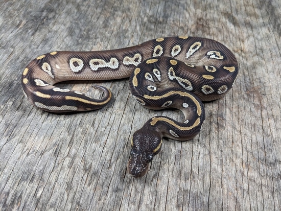 Blackhead Ivory Ball Python Mojave Blackhead 50% Het Pied Ball Python by Snowgyre Reptiles