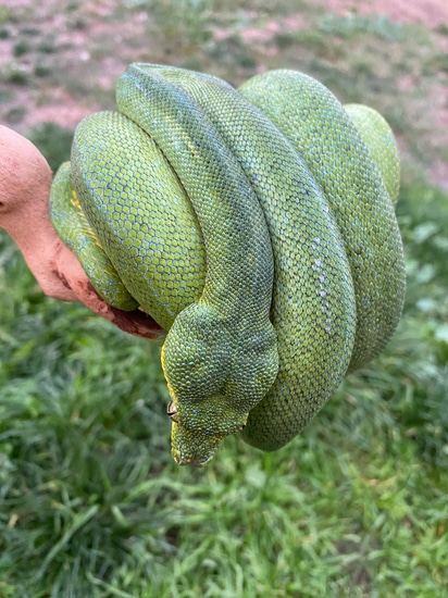 Jayapura Green Tree Python by West Coast Reptiles