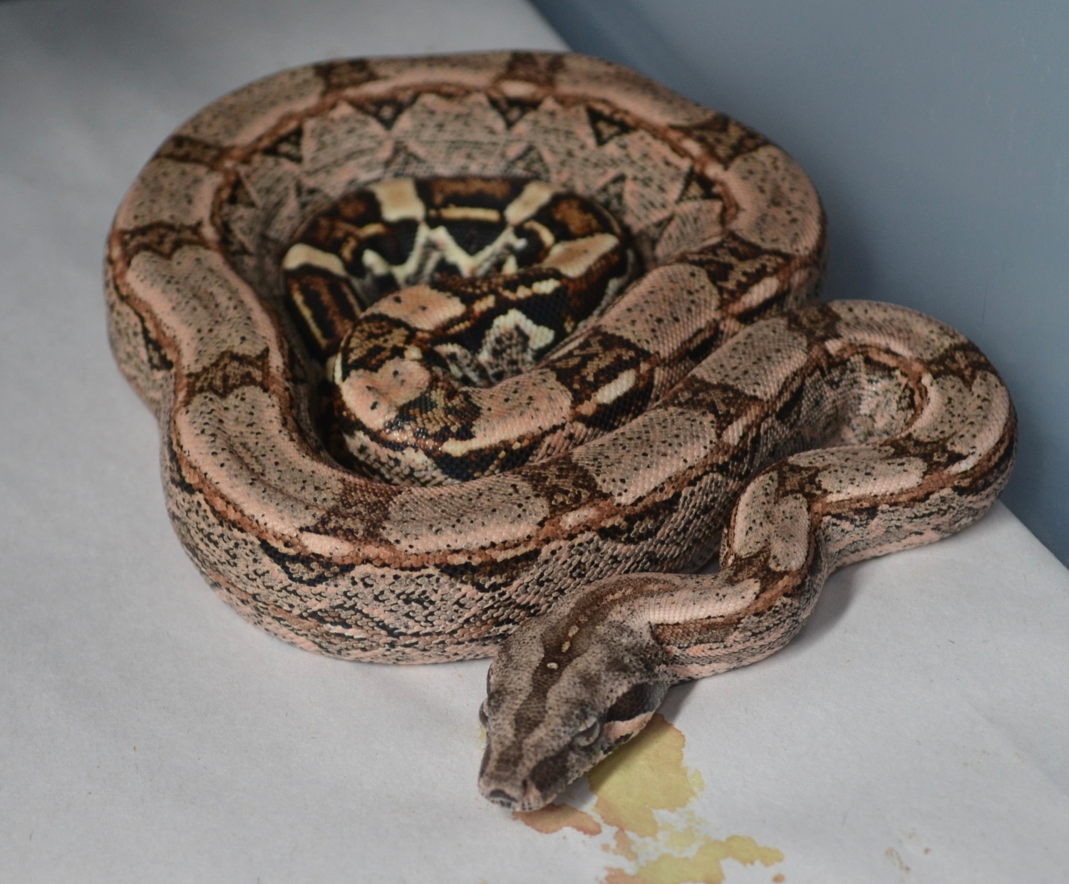 Pastel Dream Monster Tail Arabesque Het Kahl Boa Constrictor by