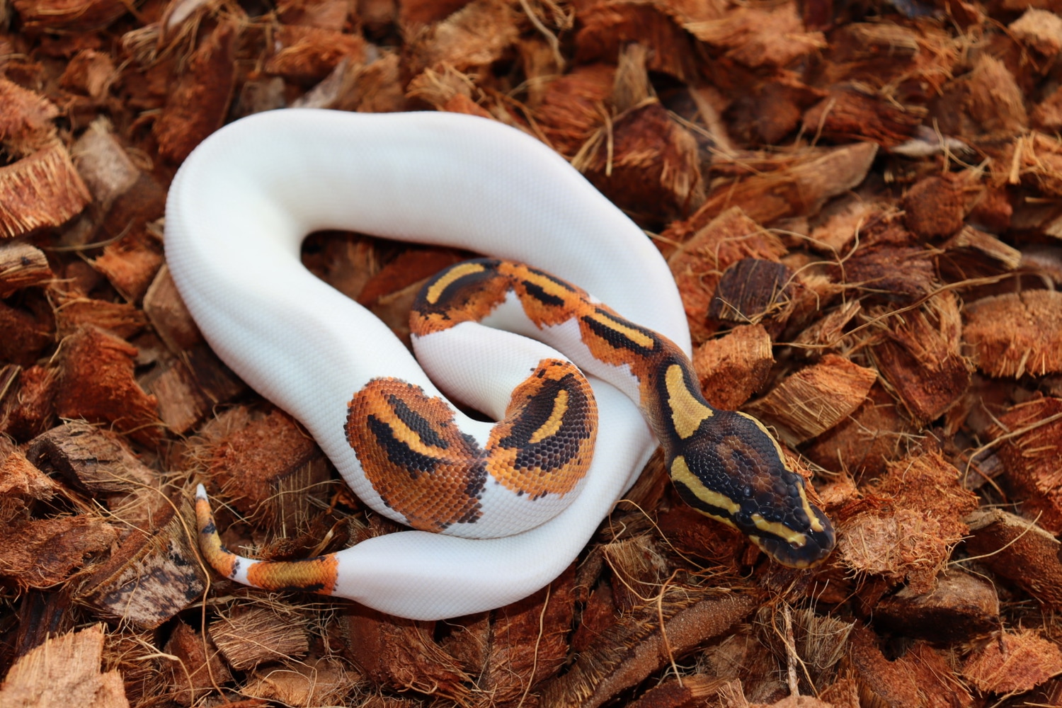 Yellowbelly Piebald Ball Python by Slither on Board Serpents MorphMarket