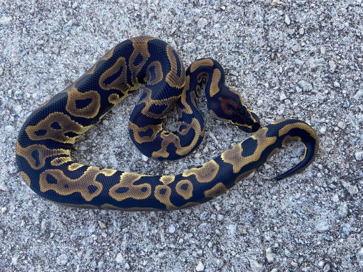 Leopard Ball Python by Slither on Board Serpents - MorphMarket