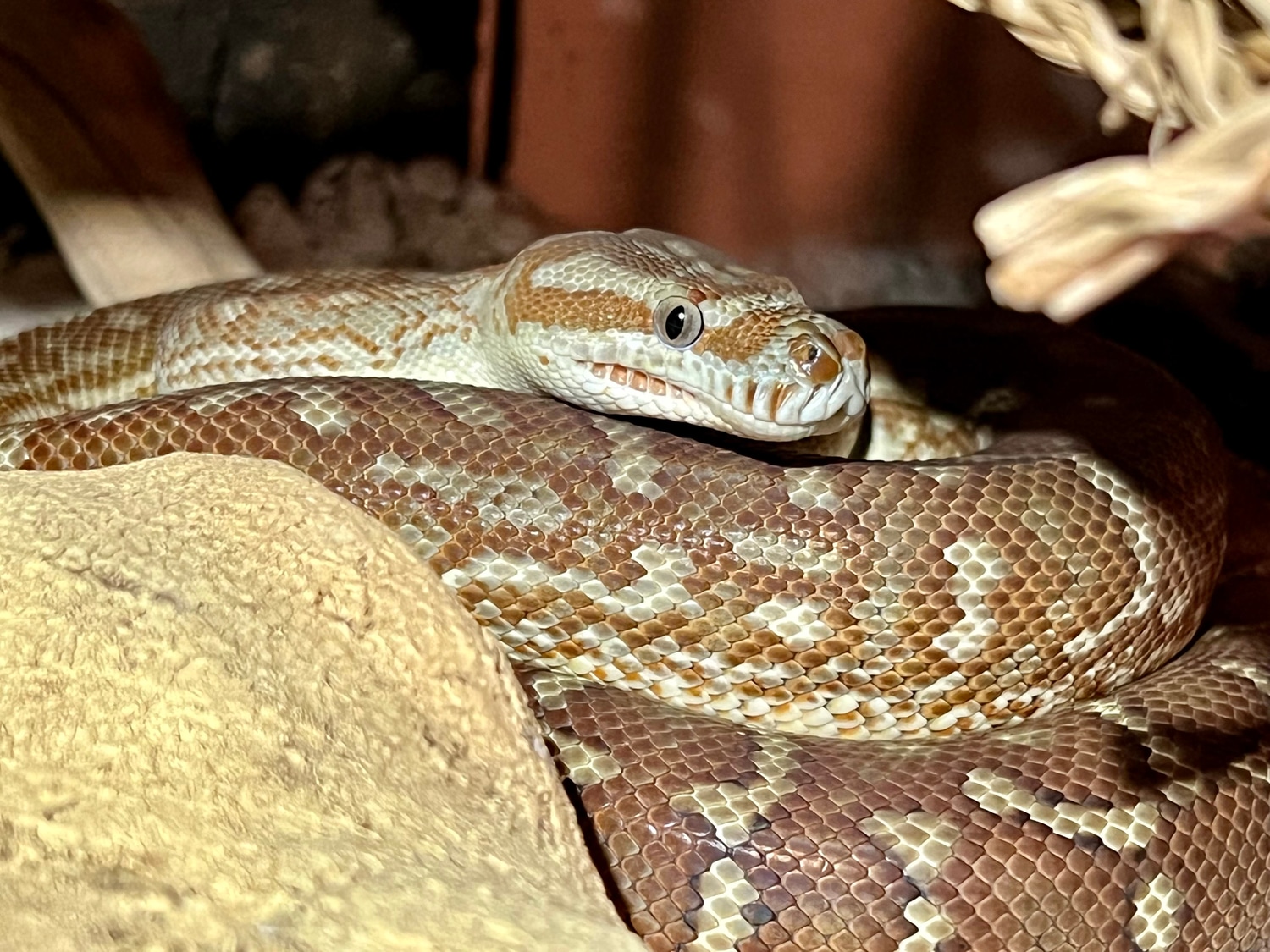 Bredl's Python 50% Hypo Stonewashed Centralian Carpet Python by SoCal ...