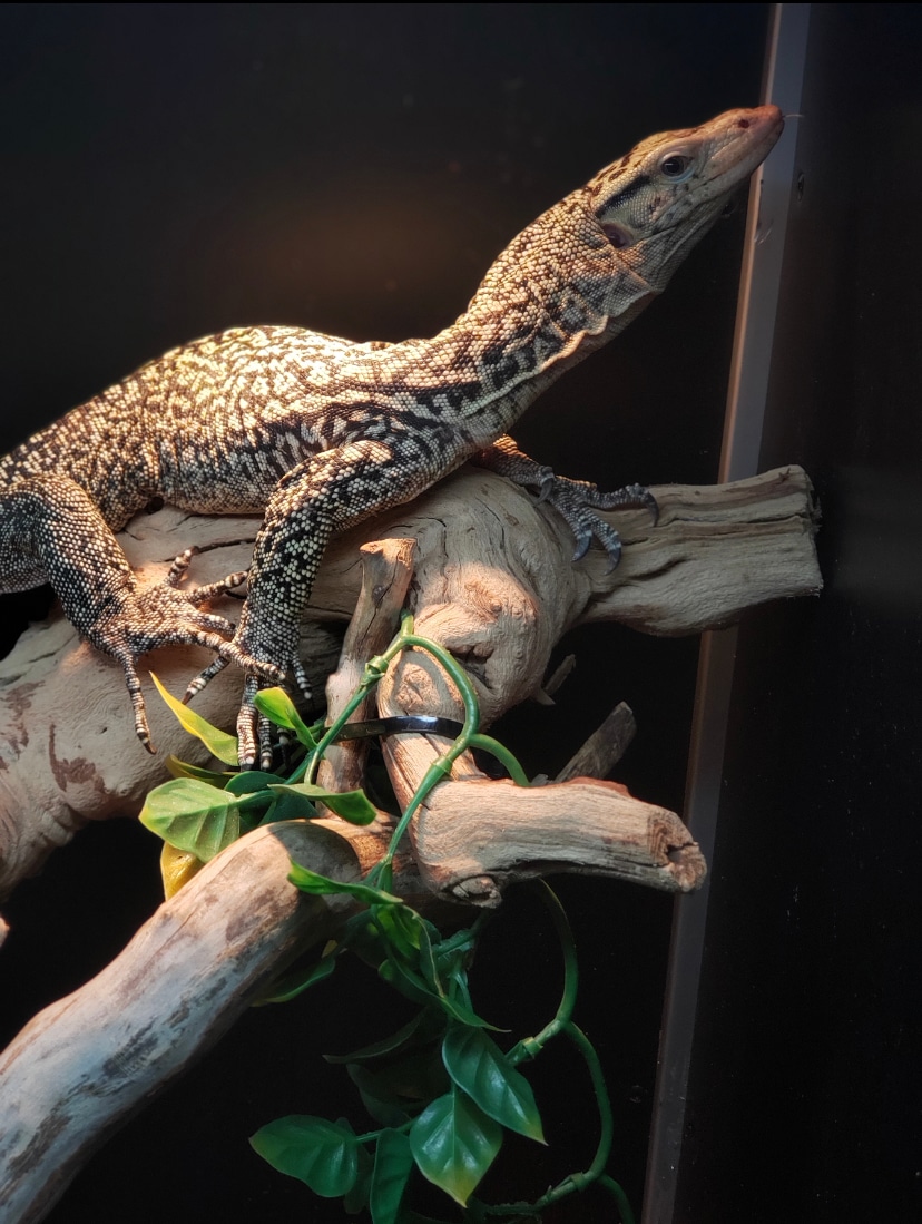 Quince Monitor Other Monitor by Reptile Makers - MorphMarket