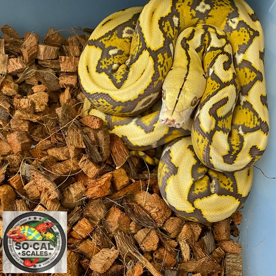 Mochino Reticulated Python by Reptile Makers