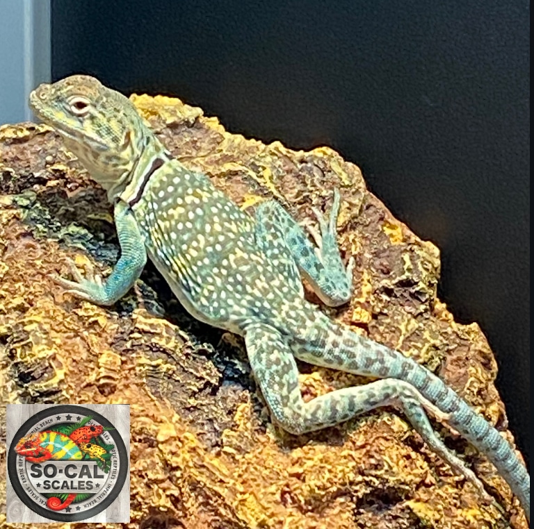 Eastern Collard Lizard More Lizard by Reptile Makers MorphMarket